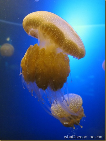 The Aquarium of Western Australia (AQWA) at Hillarys Boat Harbour