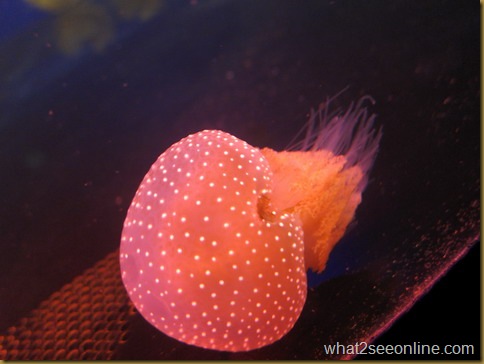 The Aquarium of Western Australia (AQWA) at Hillarys Boat Harbour