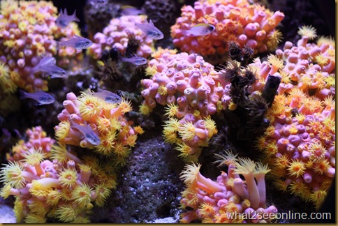 The Aquarium of Western Australia (AQWA) at Hillarys Boat Harbour