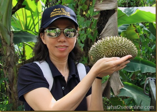 Balik Pulau Durian Farm Visit - Pondok Upeh by what2seeonline.com