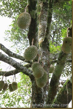 Balik Pulau Durian Farm Visit - Pondok Upeh by what2seeonline.com