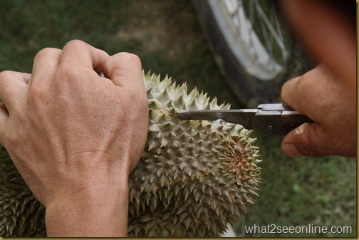 Balik Pulau Durian Farm Visit - Pondok Upeh by what2seeonline.com