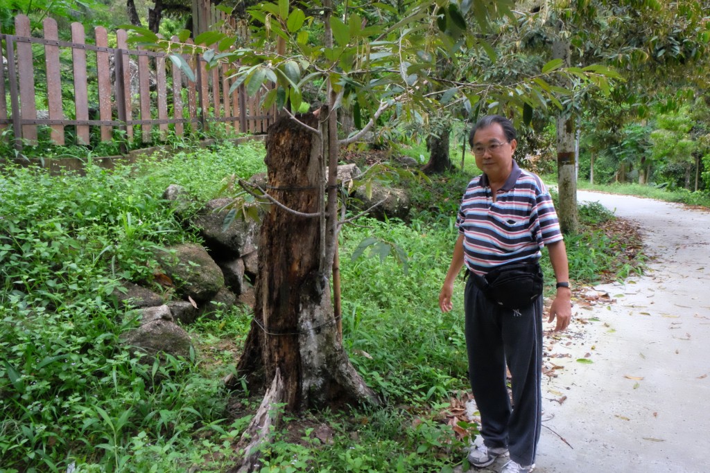 Penang Food Blog, What2seeonline.com, CK Lam, Durian Stall in Penang, FCS Fruit Farm, red prawn, horlor, D101, raja kunyit, mao shan wang, raja kecil, sultan, D24, green skin, pruning of durian trees, Jalan Tun Sardon, Balik Pulau Durian Orchard, Visit Penang for durians, 