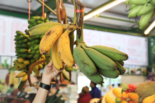 Guided farm tour, fruit tasting, Penang Tropical Fruits Farm, Teluk Bahang Penang, Kelantan Laksa, Nasi Berlauk, CK Lam, What2seeonline.com, Penang Food Blog, Fruit orchard, Penang tourism, Adventure and Nature Spot,