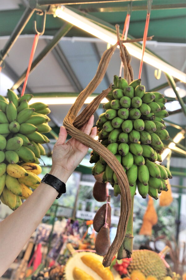 Guided farm tour, fruit tasting, Penang Tropical Fruits Farm, Teluk Bahang Penang, Kelantan Laksa, Nasi Berlauk, CK Lam, What2seeonline.com, Penang Food Blog, Fruit orchard, Penang tourism, Adventure and Nature Spot,